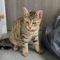 Delilah, neugierige kleine Tigerdame, ca. 6 Monate *in 76149, Katze zur Adoption