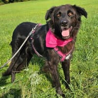Sirius Black  einer, der nicht laut sein muss, ..., Hund zur Adoption