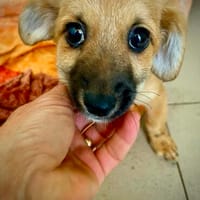 Valeska  kleine Maus sucht ein Zuhause, Hündin zur Adoption