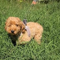 Toy Pudel Mädchen Adel, Hündin zur Adoption
