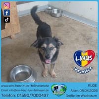 Linus, der kleine Kämpfer, Hund zur Adoption