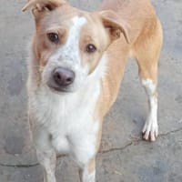 IDEFIX, Hund zur Adoption