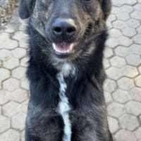 EASTER, Hündin zur Adoption