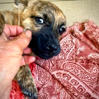 Vincent  kleiner Scheißerle sein Glück, Hund zur Adoption