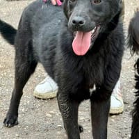 Sozial kinderlieb offen verspielt = CAIRO♥, Hund zur Adoption