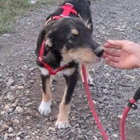 ROJA - wartet schon so lange..., Hund zur Adoption