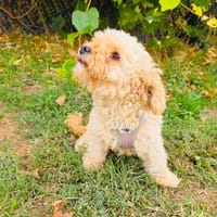 Pudel  Mix Mädchen Kate, Hündin zur Adoption