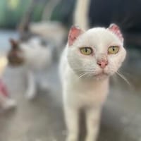 Unser liebes Katzenmädchen Diya sucht ihr goldenes Körbchen, Katze zur Adoption