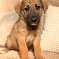 Bourbon - kleiner Herzensbrecher sucht sein großes Glück, Hund zur Adoption