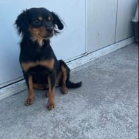 Lotti, Hündin zur Adoption