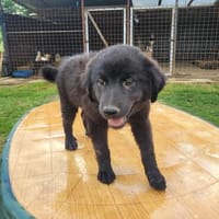 Arya, Hündin zur Adoption