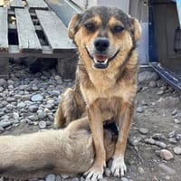 Indira, Hündin zur Adoption
