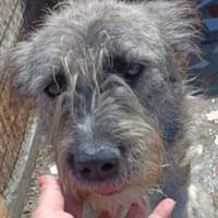 DULCEATA, Hündin zur Adoption