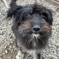SANDOKAN - wartet schon sein Leben lang, Hund zur Adoption
