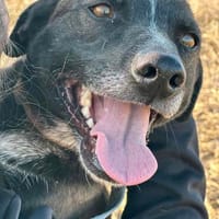 Radi m 4,5J möchte dabei sein, Hund zur Adoption