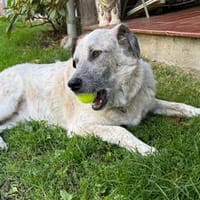 NOMO  Wir suchen dringend eine passende Stelle, Hund zur Adoption
