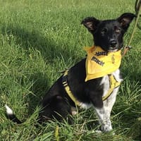 Jack Sparrow  hier kommt einer, der das Leben mag!, Hund zur Adoption