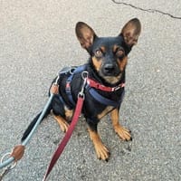 Die liebe Candy sucht ihr Zuhause, Hündin zur Adoption