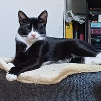 Pirat Loo sucht passendes Plätzchen, Kater zur Adoption