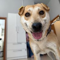 unter 50cm klein und total lieb Barashka, Hündin zur Adoption