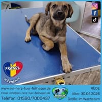 Franzl sucht sein Schloss, Hund zur Adoption