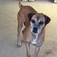 Ein Herz für Bella, Hündin zur Adoption