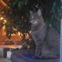 Jacky wartet auf ihr Stück vom Glück, Katze zur Adoption