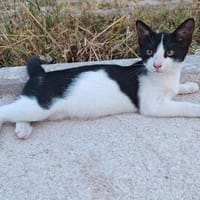 Die hübsche Freya sucht ihr Körbchen, Katze zur Adoption