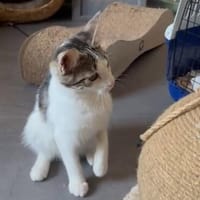 Süße Lumi sucht ein Zuhause, Katze zur Adoption