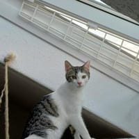 Hübscher Cocco sucht sein Für-immer-Körbchen, Kater zur Adoption