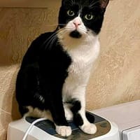 Finn m 7/24 ist ein aktiver, verspielter Typ, Kater zur Adoption