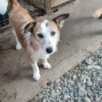 SINA - Alterswohnsitz gesucht, Hündin zur Adoption