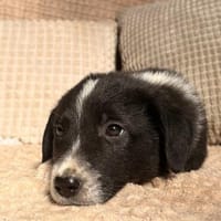 Amaro - kleine Kulleraugen, großes Herz, Hund zur Adoption