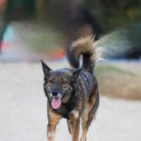Dringend Zuhause in ländlichem reizfreien Umfeld gesucht, Hündin zur Adoption