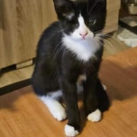 Piratin Maa sucht ihr Zuhause, Katze zur Adoption