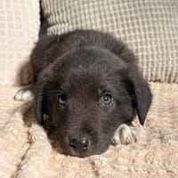 Malibu - schwarze Schönheit auf vier Pfoten, Hund zur Adoption