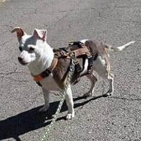 Alice - Familienhund sucht Familie, Hündin zur Adoption