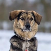 Simba - Liebe bedeutet manchmal aus Loslassen, Hund zur Adoption