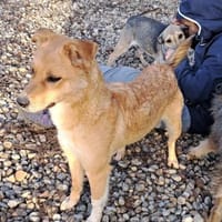 LOTTE - hätte gerne eine Familie, Hündin zur Adoption