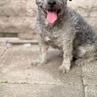 Wer verliebt sich in Ben, Hund zur Adoption