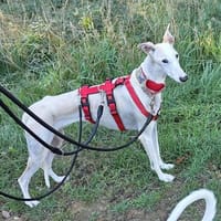 Mirabelle- zarte Elfe möchte gefallen, Hündin zur Adoption