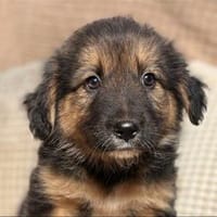 Fernet -kleine Herzensbrecherin mit großem Zukunftspotenzial, Hündin zur Adoption