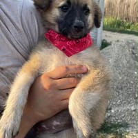 Kira - verspieltes Hundemädchen möchte eigenes Zuhause, Hündin zur Adoption