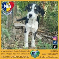 Mia, total verspielt, Hündin zur Adoption