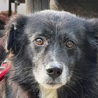 BODO-freundlicher, älterer Rüde, 39 cm, Hund zur Adoption