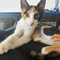Glückskatze Shila möchte dein Leben bereichern, Katze zur Adoption