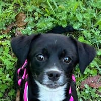 Unsere so süßeAyla sucht ihre Menschen, Hündin zur Adoption
