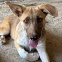 Leilani, kleine Schönheit, Hündin zur Adoption