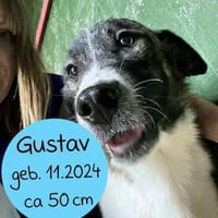 Sensibler Gustav sucht ruhiges Zuhause!, Hund zur Adoption