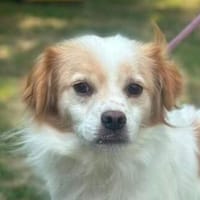 LEO wer kann ihm Sicherheit geben?, Hund zur Adoption
